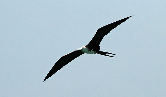 High-flying frigate birds