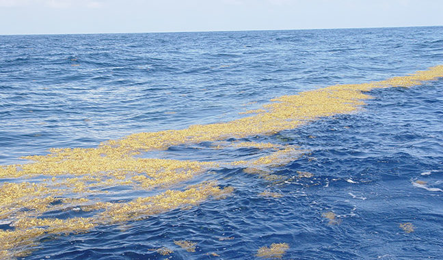 floating sargasso harbor