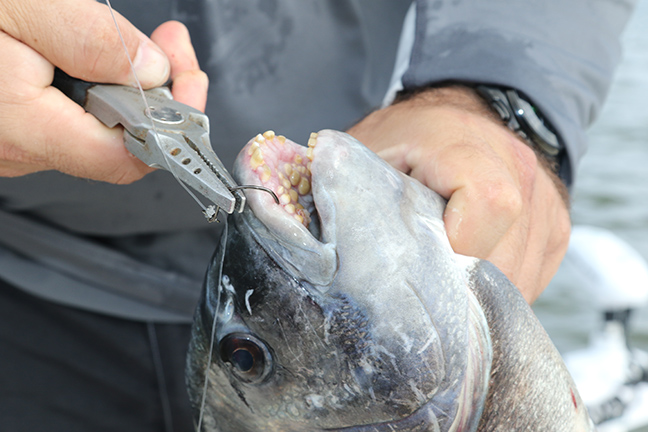 Sheepshead hooked