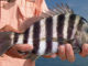 Sheepshead