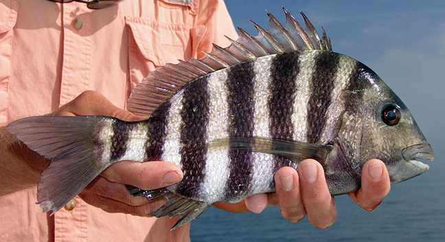 Sheepshead