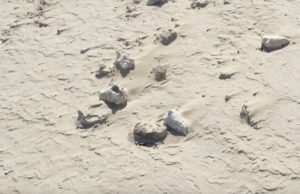 Seashells Bahamas - yacht and sea