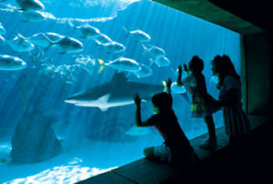 Atlantis Aquarium Bahamas - yacht and sea