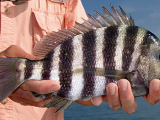 Sheepshead